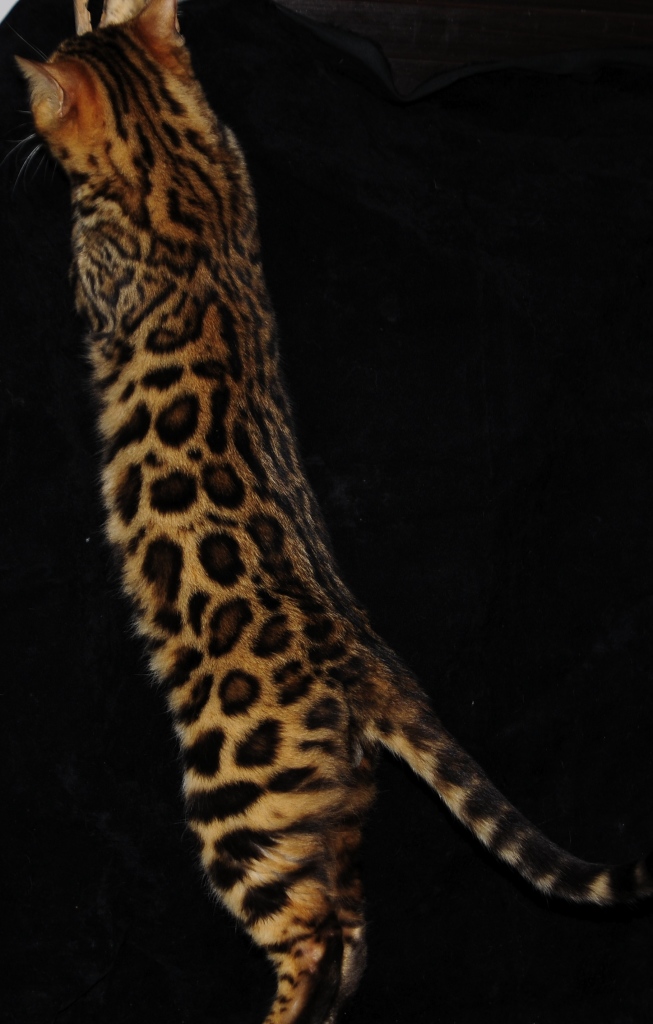 trequartidiluna Aslan