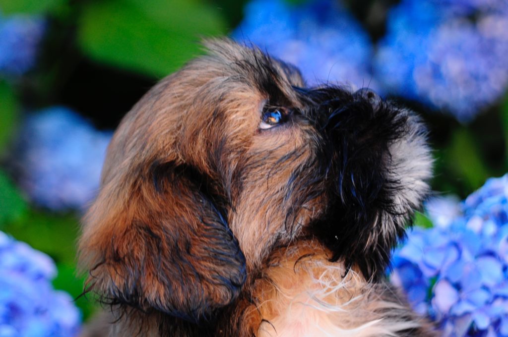 Lhasa Apso tre quarti di luna