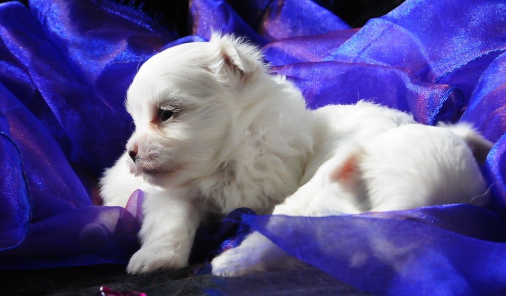 cuccioli maltese